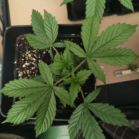 Gorila SB growlog timeline photo