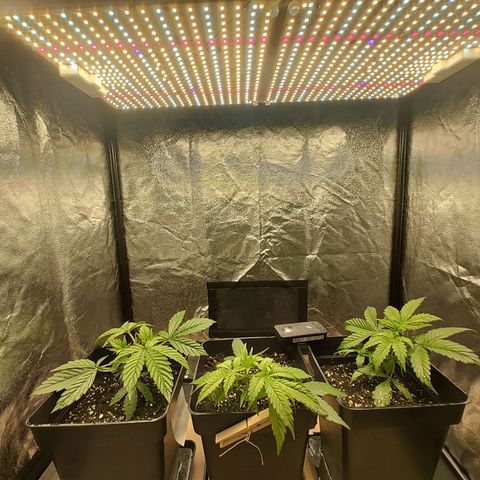 Critical Banco growlog timeline photo