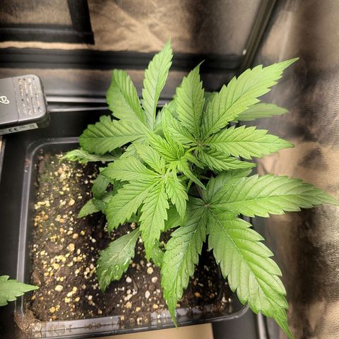 Critical Banco growlog timeline photo