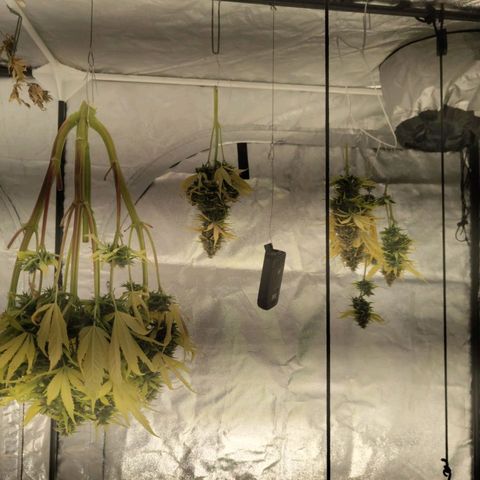 Gorila SB growlog timeline photo