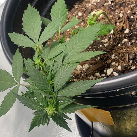 Star 1 growlog timeline photo
