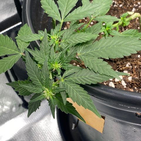 Star 1 growlog timeline photo