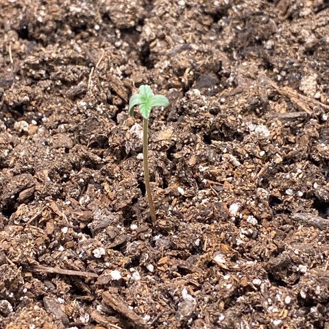 Auto star #2 growlog timeline photo