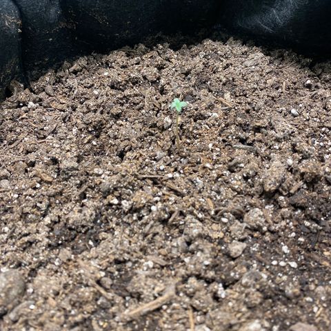 Auto star #2 growlog timeline photo