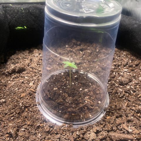 Auto star #2 growlog timeline photo