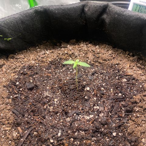 Auto star #2 growlog timeline photo
