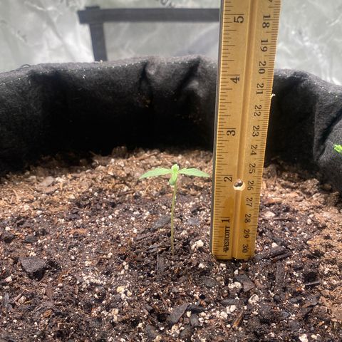 Auto star #2 growlog timeline photo