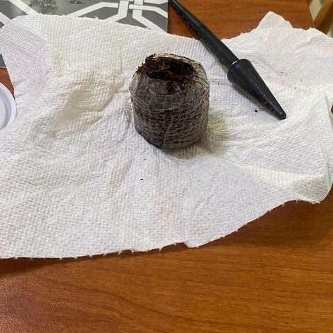 HoneyCream 1 growlog photo: Tadpole popped from seed in water after 18-24 hours, placed into jiffy seedling pellet (hydrated with ph 7.0 water) pellet placed into incubator and grow tent 
