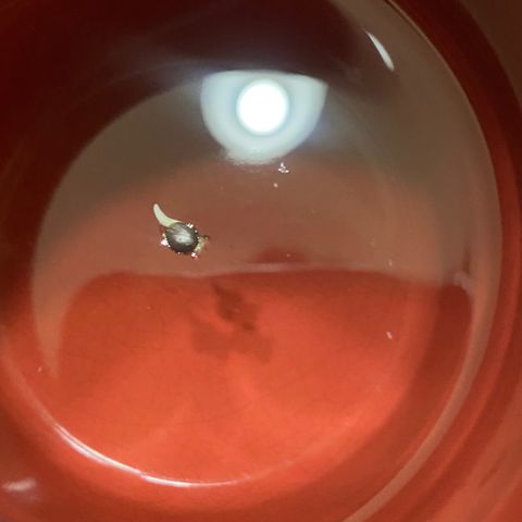 HoneyCream 1 growlog photo: Tadpole popped from seed in water after 18-24 hours, placed into jiffy seedling pellet (hydrated with ph 7.0 water) pellet placed into incubator and grow tent 