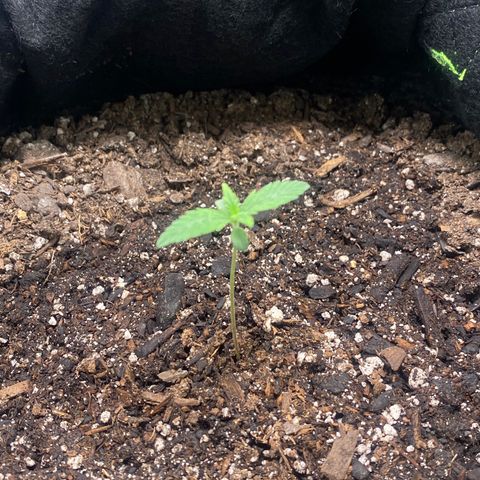 Auto star #2 growlog timeline photo