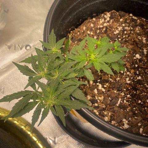 Star 1 growlog timeline photo