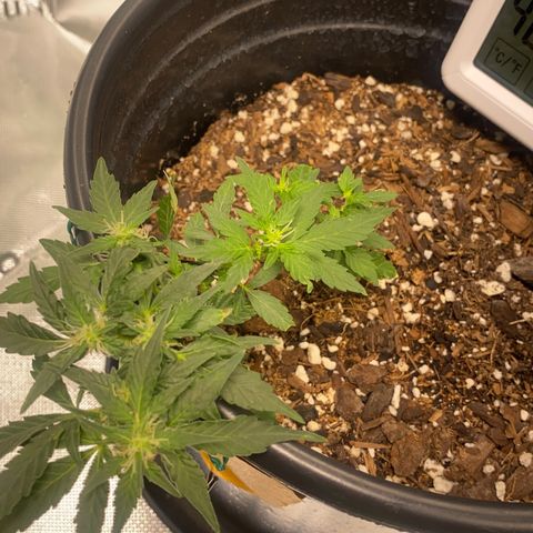 Star 1 growlog timeline photo