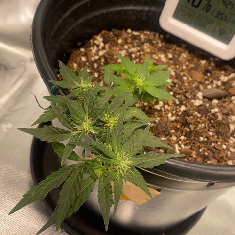 Star 1 growlog timeline photo
