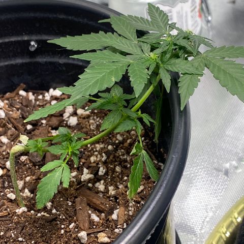 Star 1 growlog timeline photo