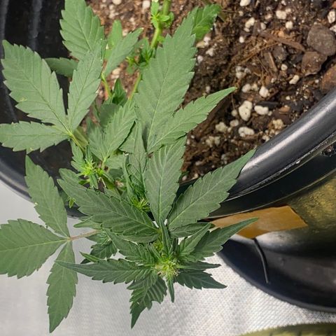 Star 1 growlog timeline photo