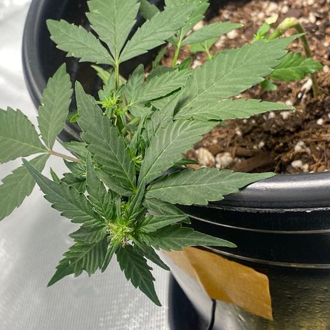Star 1 growlog timeline photo