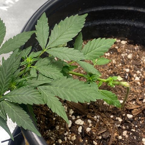 Star 1 growlog timeline photo
