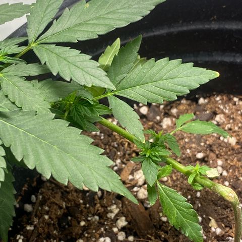 Star 1 growlog timeline photo