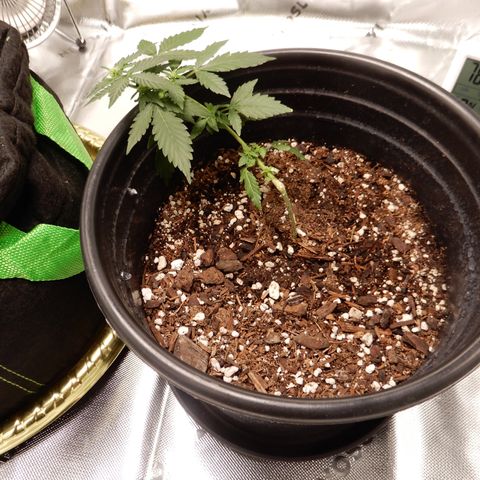 Star 1 growlog timeline photo