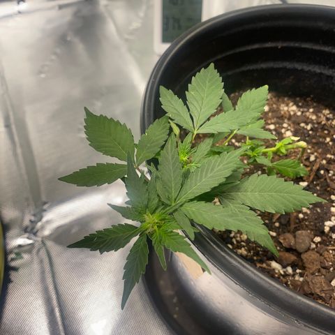 Star 1 growlog timeline photo