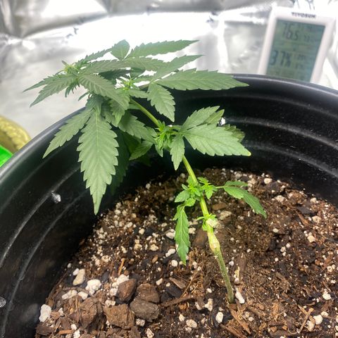 Star 1 growlog timeline photo