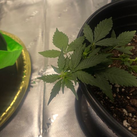 Star 1 growlog timeline photo