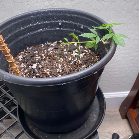 Star 1 growlog timeline photo