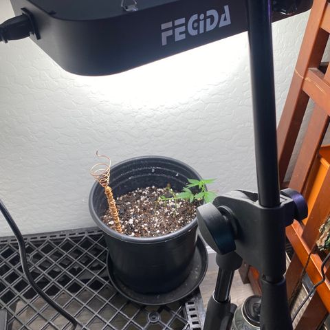 Star 1 growlog timeline photo