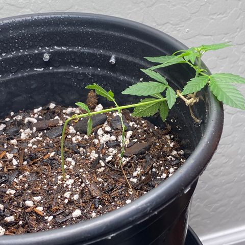 Star 1 growlog timeline photo