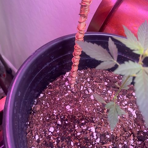 Star 1 growlog timeline photo