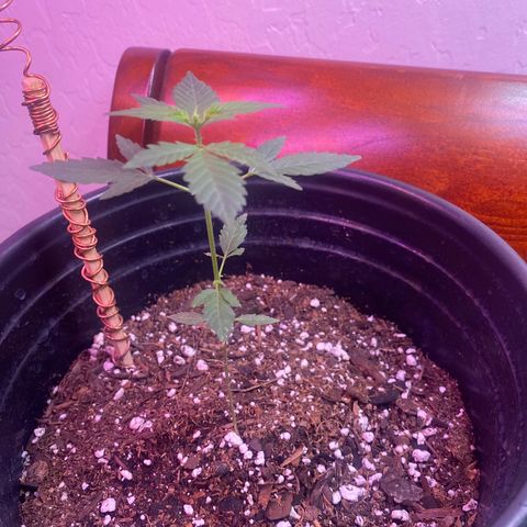 Star 1 growlog timeline photo