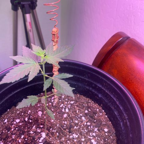 Star 1 growlog timeline photo