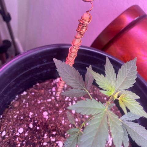 Star 1 growlog timeline photo