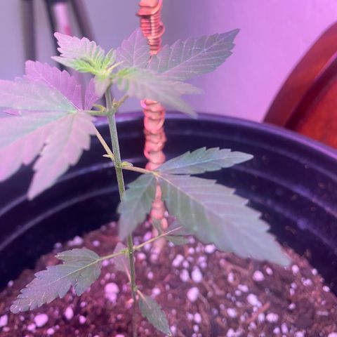 Star 1 growlog timeline photo