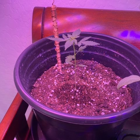 Star 1 growlog timeline photo