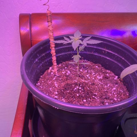 Star 1 growlog timeline photo