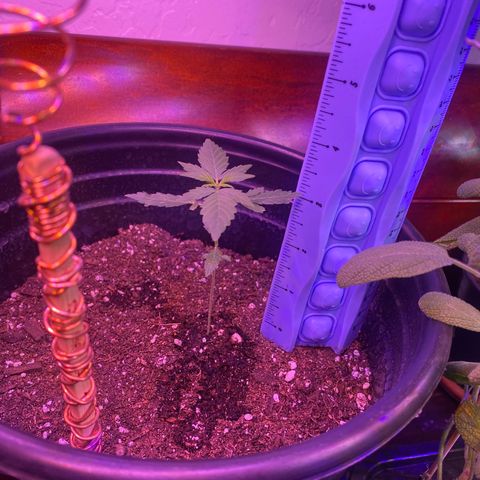 Star 1 growlog timeline photo