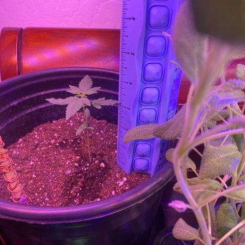 Star 1 growlog timeline photo
