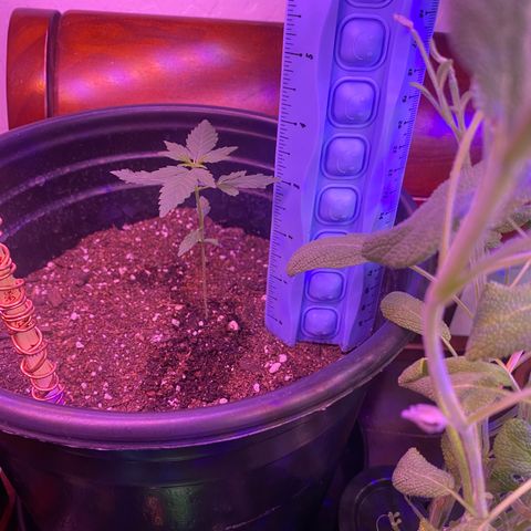 Star 1 growlog timeline photo