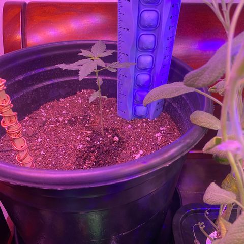 Star 1 growlog timeline photo