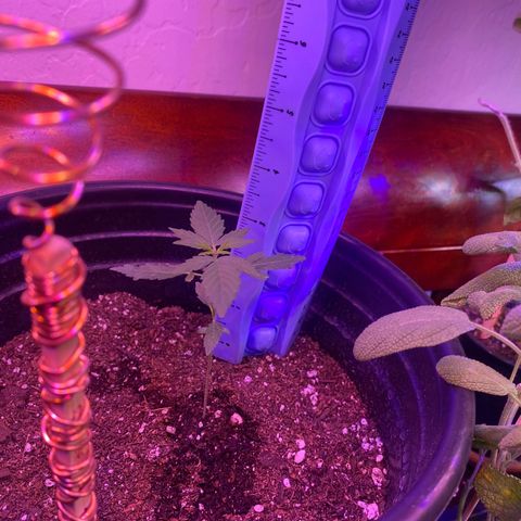 Star 1 growlog timeline photo