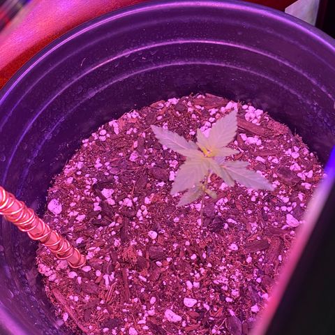 Star 1 growlog timeline photo
