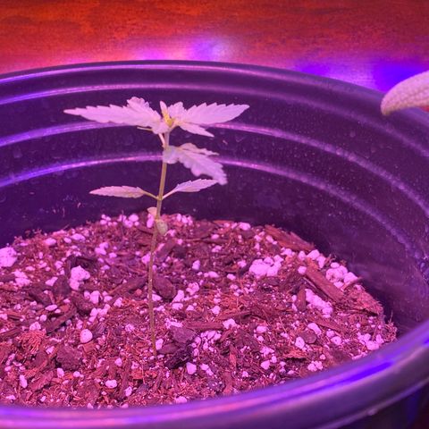 Star 1 growlog timeline photo