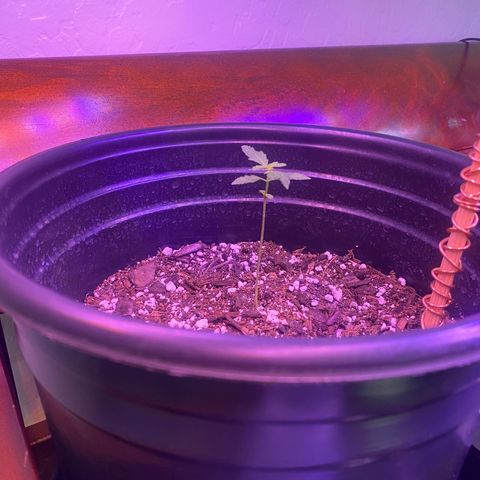 Star 1 growlog timeline photo