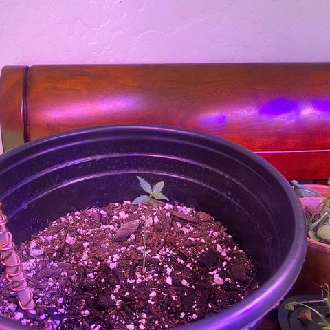Star 1 growlog timeline photo