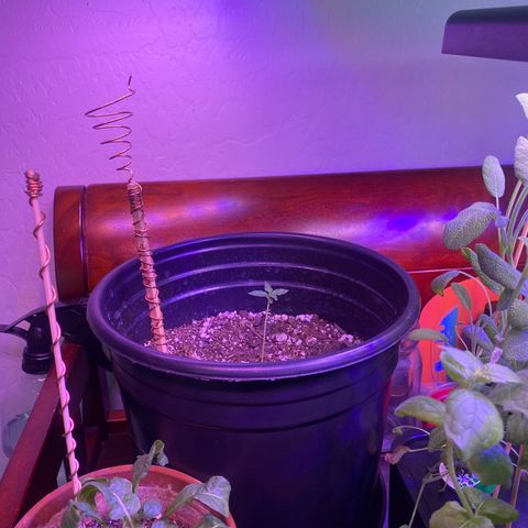 Star 1 growlog timeline photo
