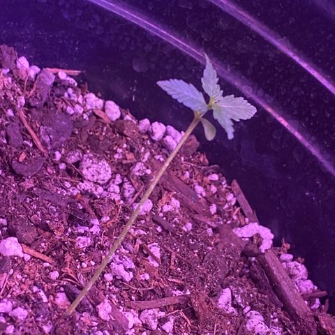 Star 1 growlog timeline photo
