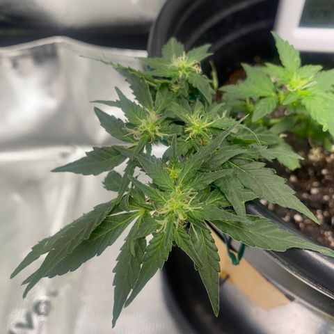 Star 1 growlog timeline photo