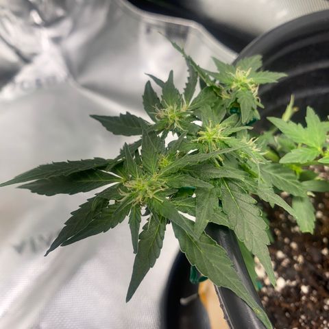 Star 1 growlog timeline photo