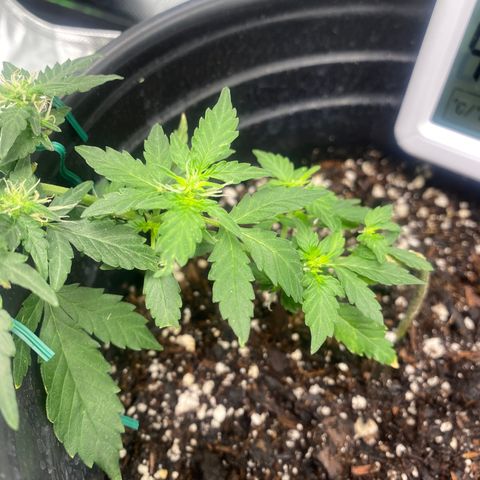 Star 1 growlog timeline photo